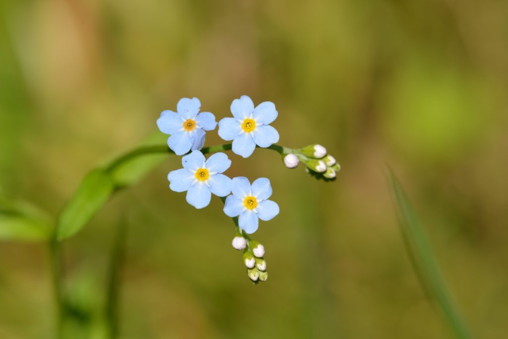 Blomma från begravning under coronapandemin