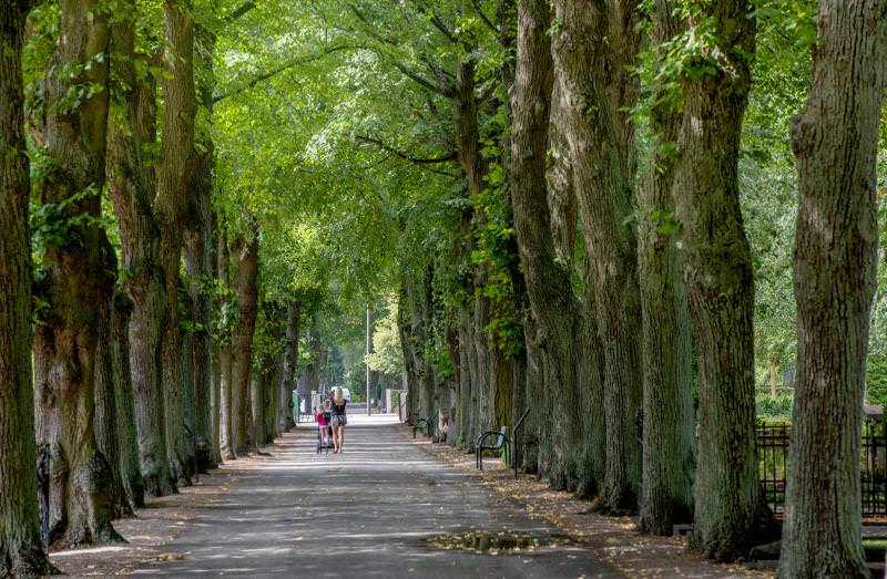 S:t Paulie Kyrkogårdar i Malmö - Allé